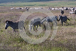 Zebras In The Wilderness