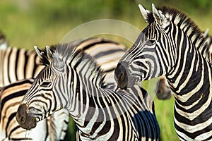 Zebras Wildlife Closeup