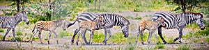 Zebras with young in Tanzania.