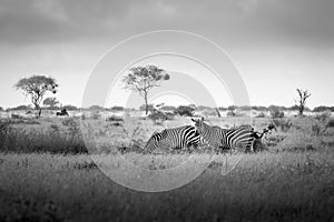 Zebras, zebra family in the savanna, safari in Africa, Kenya, Tanzania Uganda, elephant fighting