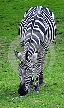 Zebras