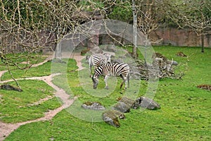 Zebras in zoo