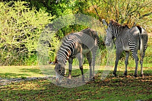 Zebras in zoo