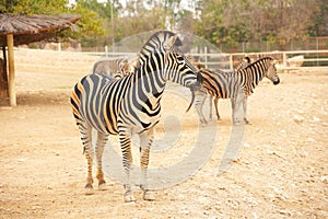 Zebras in zoo