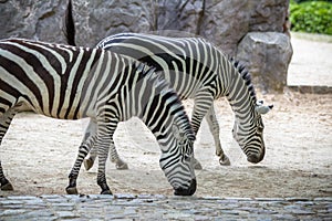 Zebras in a Zoo, Berlin
