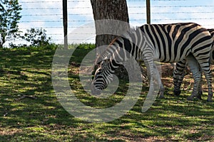 zebra in the zoo photo