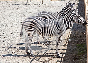 Zebras in the zoo