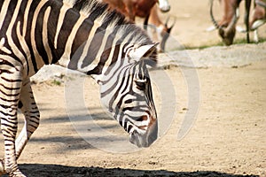 Zebras in the zoo walk in their aviary