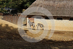 Zebras in zoological garden in Bojnice