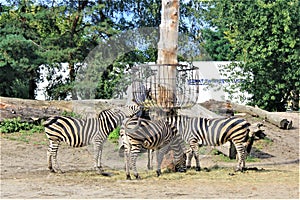 Zebras in the Wroclaw Zoo, Poland