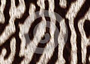 Zebraskin