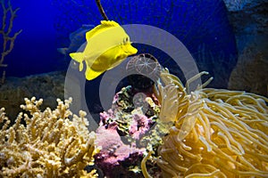 Zebrasoma flavescens