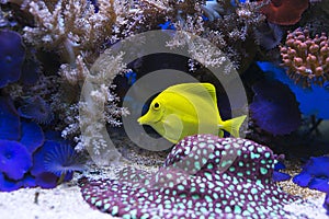 Zebrasoma salt water aquarium fish