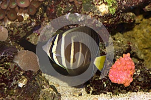 A zebrasoma veliferum surgeonfish