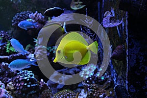 Zebrasoma Yellow tang in reef aquarium tank