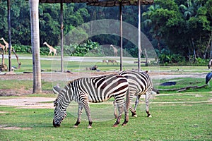 Zebraã€€