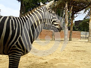 Zebre