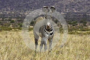 ZEBRE DE GREVY equus grevyi