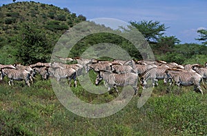 ZEBRE DE GREVY equus grevyi