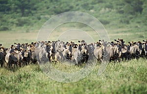 ZEBRE DE GREVY equus grevyi