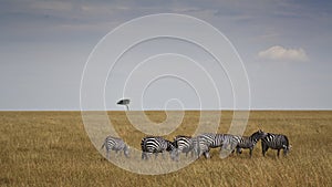 Zebre in Kenia