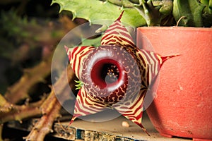 Zebrina cactus flower