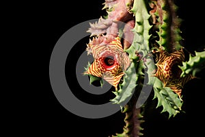 Zebrina cactus flower