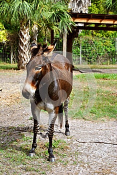 Zebroid a zebra donkey