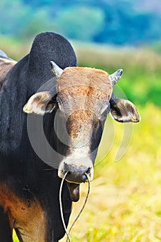 Zebu photo