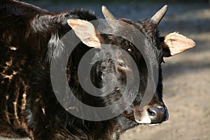 Zebu photo