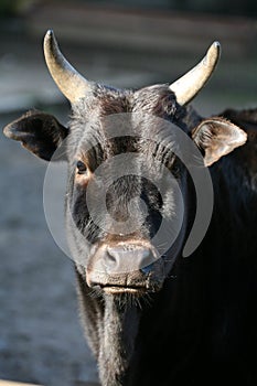 Zebu photo