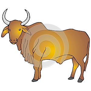 Zebu