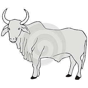 Zebu photo