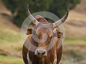 Zebu