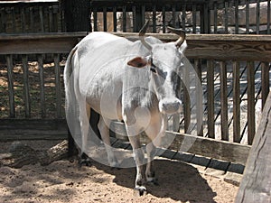 Zebu