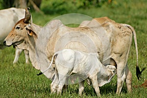 Zebu photo