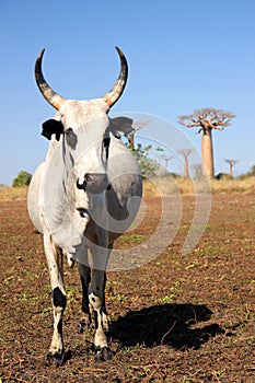 Zebu and baobabs