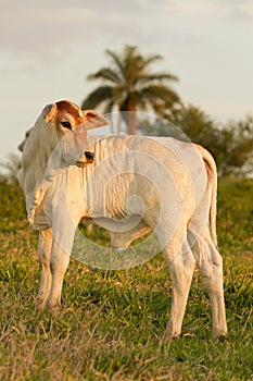 Zebu calf photo