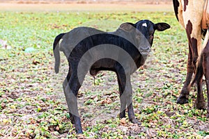 Zebu calf