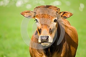 Zebu calf