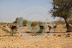 Zebu cattle in the clay desert