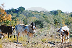 Zebu cattle family on farm in Texas.