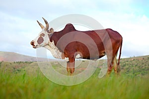 Zebu