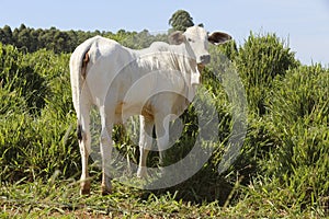 Zebu cattle, of the Nelore breed, in the pasture