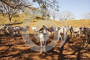 Zebu Cattle in pasture, Costa Rica