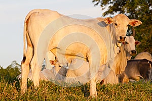 adult Zebu cow photo