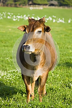 Zebu cow