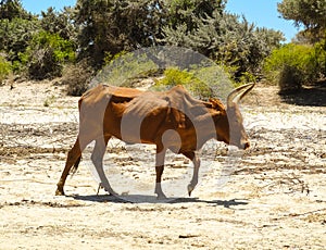 Zebu cow on the Beach in Madagascar photo