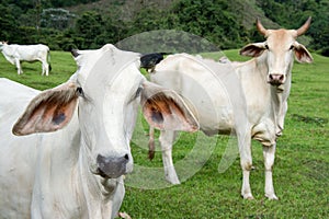 Zebu cow cattle photo