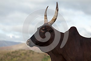 Zebu cow photo